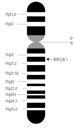 CHROMOSOME 17