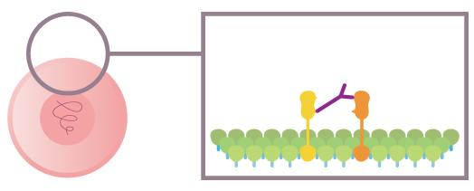 The drug interaction with molecules on the surface of the tumor cells inhibits their multiplication 