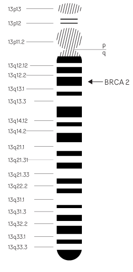 CROMOSSOMA 13