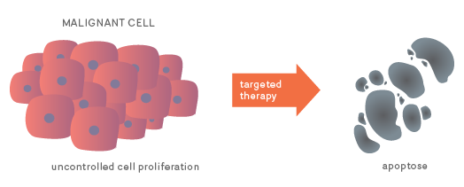 Although cancer cells are unusually resistant to death, targeted therapy can trigger their apoptosis.