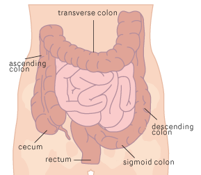 What Are The Different Parts Of The Digestive Tract? — Colorectal